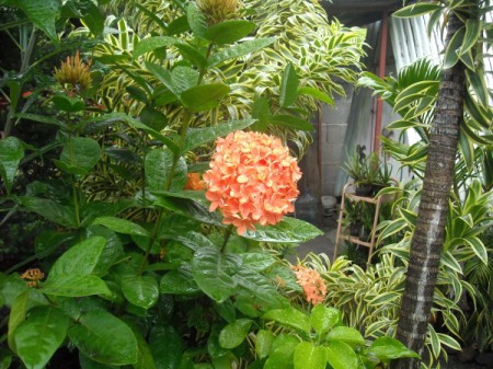 Orange Pentas