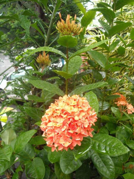 Orange Pentas