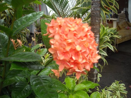 closeup of orange pentad