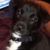 black puppy with white chest