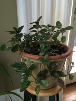 What Is This Houseplant?