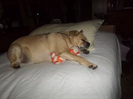 Wally sleeping with toy