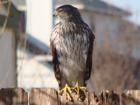 hawk on fence