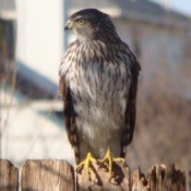 hawk on fence