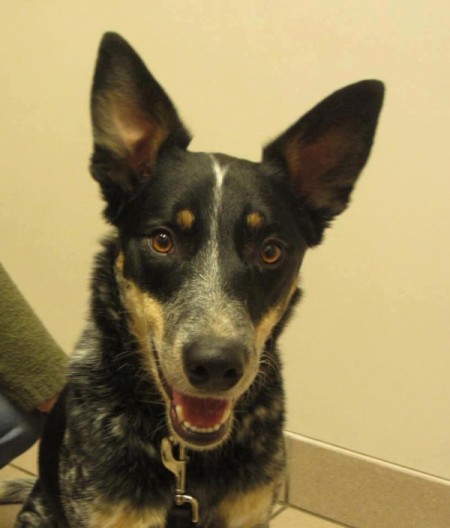 Tobey (Australian Cattle Dog/Border Collie)