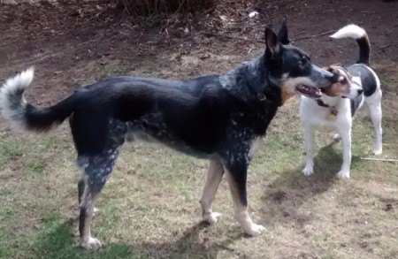 Tobey (Australian Cattle Dog/Border Collie)