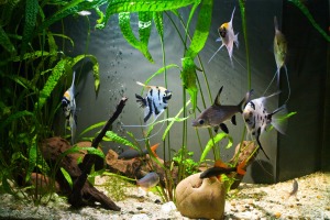 Close up of freshwater aquarium with plants and several kinds of fish including angle fish and red tail sharks