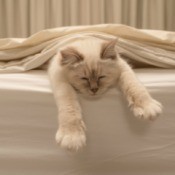 White cat laying on white bed. Lower body is under covers, front legs are straight and hanging off the bed