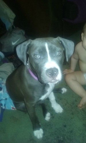 grey and white Pit
