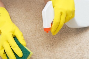 Hands wearing yellow rubber gloves hold spray bottle and sponge to remove stain from beige colored carpet