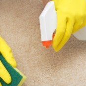 Hands wearing yellow rubber gloves hold spray bottle and sponge to remove stain from beige colored carpet