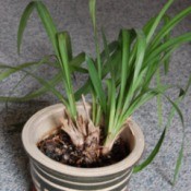 multiple sets of grass-like leaf clusters from central plant base