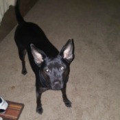 What Is My Dog's Breed?