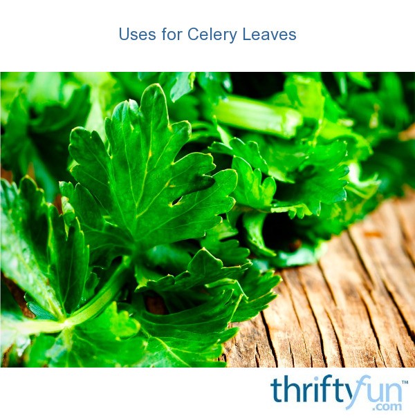 Uses for Celery Leaves ThriftyFun