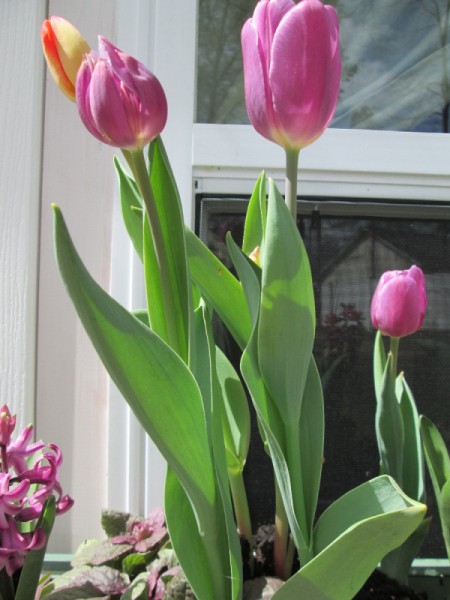tulip buds against window background
