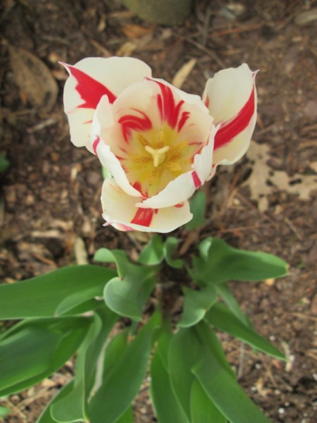 cream and red tulip