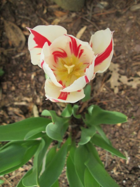 Tulip Photos | ThriftyFun