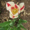 cream and red tulip