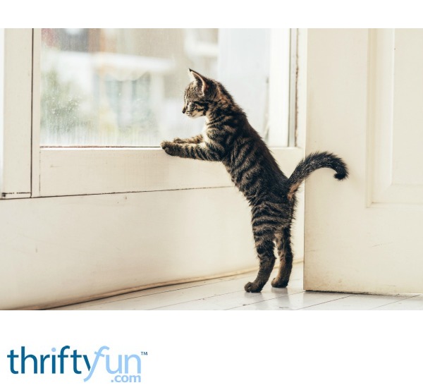 Training Outside Cats to Be Indoor Cats ThriftyFun