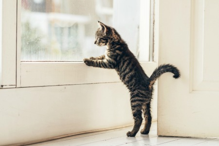 Young tabby cat standing standing on back legs with front paws against the inside of a white door looking out.