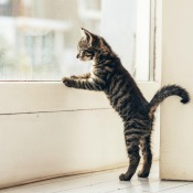 Young tabby cat standing standing on back legs with front paws against the inside of a white door looking out.