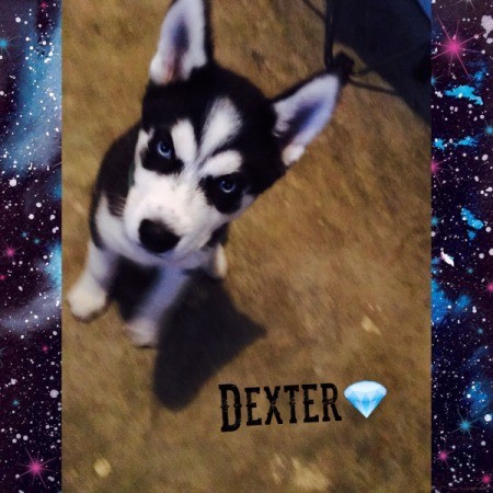 Dexter (Siberian Husky)