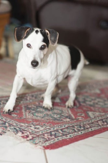 Shinook (Jack Russell Terrier)