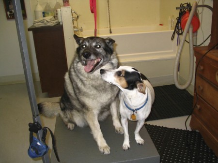 Shinook (Jack Russell Terrier)