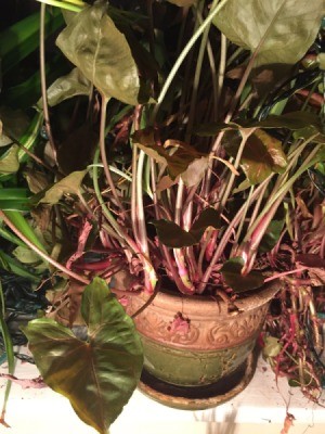 plant in ceramic pot