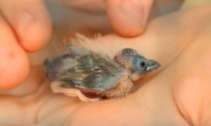 baby bird