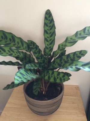 variegated green and lighter green leaves coming from center of plant