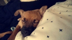 brown dog sleeping