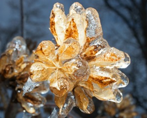 A close up of a hibiscus plant covered in ice.