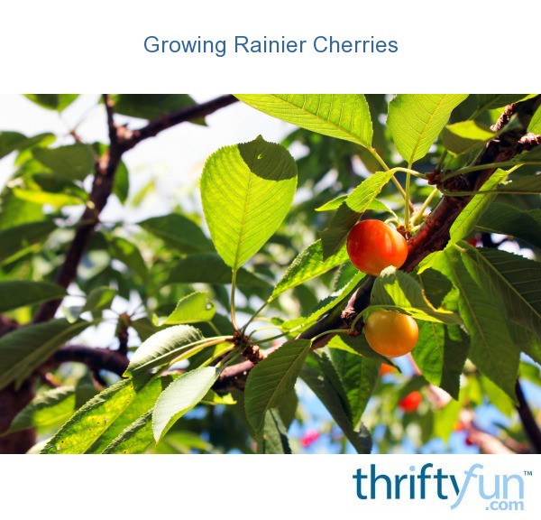 Growing Rainier Cherries 