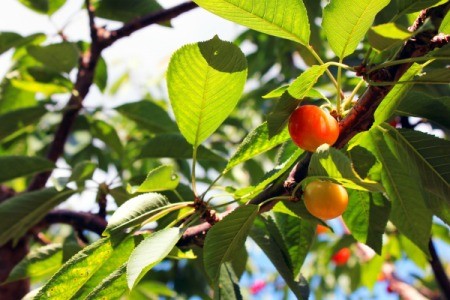 Growing Rainier Cherries