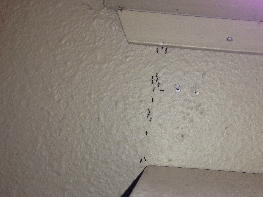 Ants in apartment bathroom information
