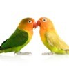 Two peach face love birds standing beak to beak. One is more green in color the other more yellow.