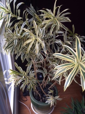 muti stemmed plant with long cream colored leaves with darker green middle