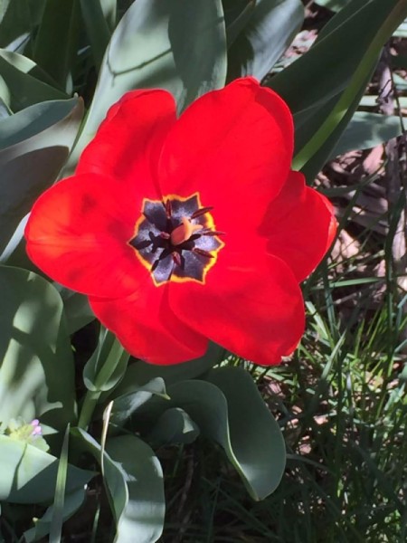 Red Tulip