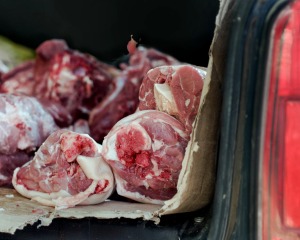 Raw beef on a piece of cardboard in the back of an SUV style car (lift gate is open)