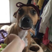 What Breed Is My Dog?