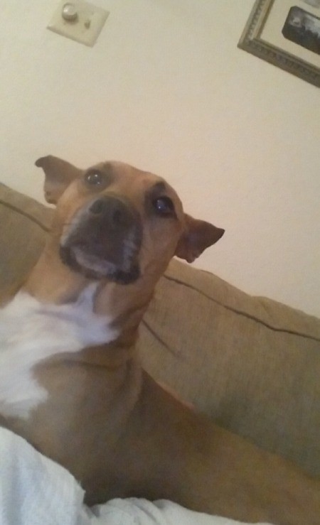 What Breed Is My Dog?