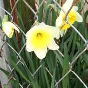 Daffodils by chain link fence.