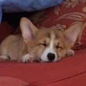 sleeping Corgi