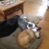 dogs sleeping together