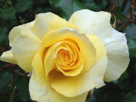 pretty yellow rose with darker center