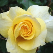 pretty yellow rose with darker center