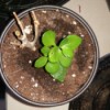 lobe leafed plant coming up in pot next to dead stem