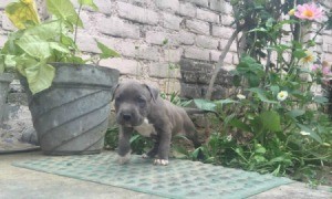 grey puppy