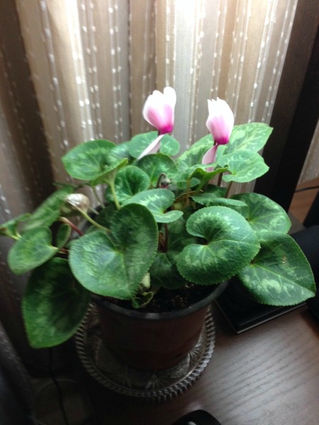 pink flowering cyclamen